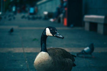 White and Black Duck Selective Focus Photography White and Black Duck Selective Focus Photography
