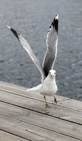 White and Black Feather Bird White and Black Feather Bird