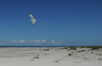 White and Black Flying Bird White and Black Flying Bird