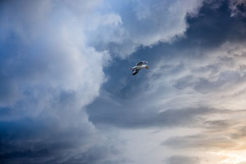 white and black flying bird white and black flying bird