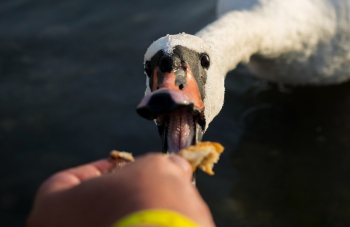 White and Black Goose White and Black Goose