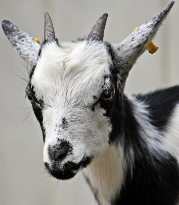 White and Black Hair Goat White and Black Hair Goat