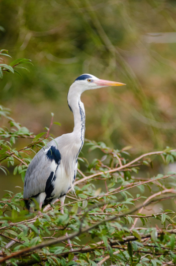 White and Black Heron White and Black Heron