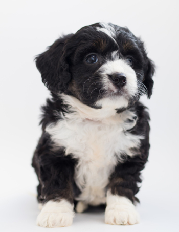 White and Black Maltese Puppy White and Black Maltese Puppy