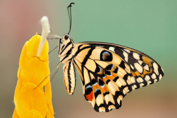 white and black monarch butterfly white and black monarch butterfly