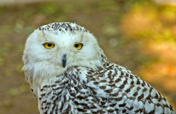 White and Black Owl Close-up Photography White and Black Owl Close-up Photography