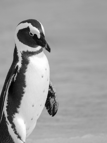 White and Black Penguin on Focus Photography White and Black Penguin on Focus Photography
