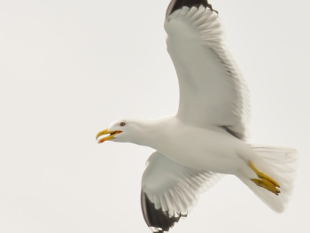 White and Black Seagull White and Black Seagull