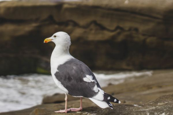 white and black seagull on sea shore white and black seagull on sea shore