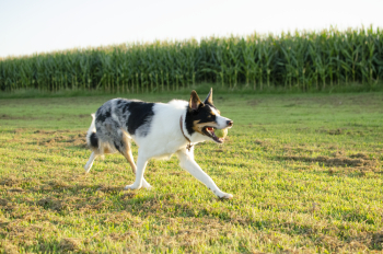 White and Black Short-coated Dog White and Black Short-coated Dog