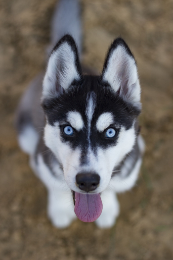 White and Black Siberian Husky White and Black Siberian Husky