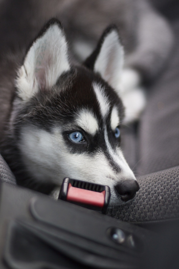 White And Black Siberian Husky White And Black Siberian Husky