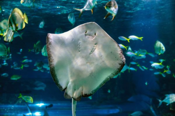 white and black stingray inside aquarium with other fishes white and black stingray inside aquarium with other fishes