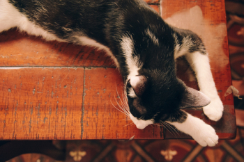 White and Black Tabby Cat White and Black Tabby Cat