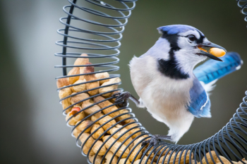 White and Blue Bird Eating Nuts
