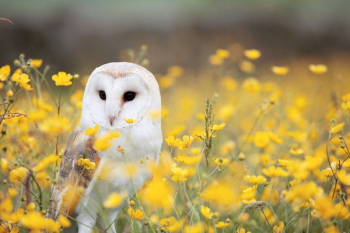 white and brown barn owl on yellow petaled flower field white and brown barn owl on yellow petaled flower field