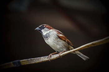 white and brown bird white and brown bird