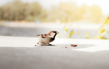 White and Brown Bird White and Brown Bird