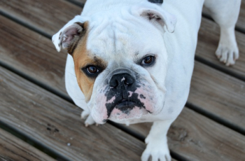 White and Brown Bulldog on Brown Wood Planks White and Brown Bulldog on Brown Wood Planks