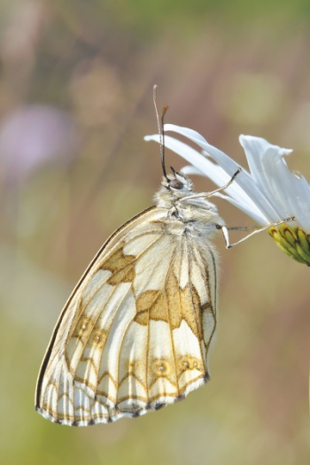 White and Brown Butterfly on White Flower White and Brown Butterfly on White Flower