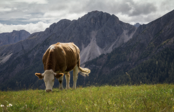 White and Brown Cow Nearby Mountains White and Brown Cow Nearby Mountains