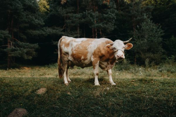 white and brown cow on field white and brown cow on field