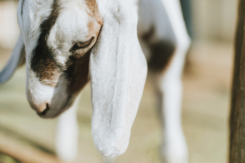 White And Brown Goat White And Brown Goat