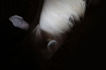 white and brown horse white and brown horse