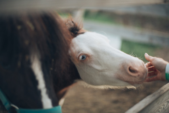 White And Brown Horse White And Brown Horse