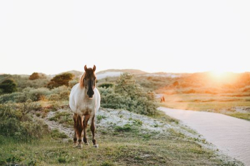 white and brown horse at grass field