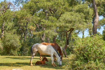 White and Brown Horses Eating Grass White and Brown Horses Eating Grass