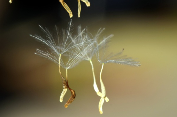 White and Brown Leaf