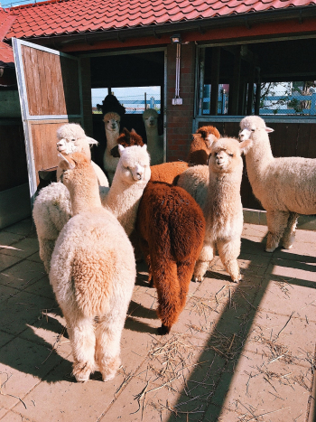 White and Brown Llama White and Brown Llama