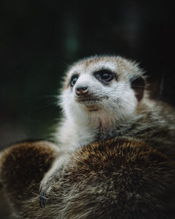 White and Brown Meerkat White and Brown Meerkat