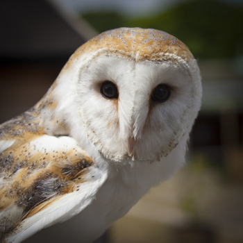 White and Brown Owl Animal White and Brown Owl Animal