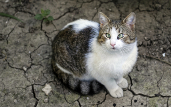 White and Brown Tabby Cat White and Brown Tabby Cat