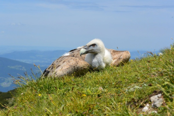 White and Brown Vulture Facing Sideways White and Brown Vulture Facing Sideways