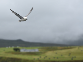 White and Gray Bird Flying White and Gray Bird Flying