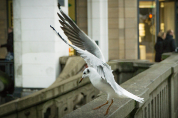 White and Gray Bird Perching on Bridge White and Gray Bird Perching on Bridge