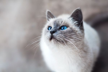 white and gray cat white and gray cat