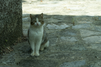 White and Gray Cat White and Gray Cat