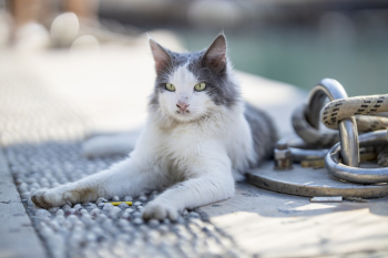 White and Gray Cat White and Gray Cat