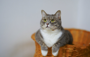 White and Gray Cat in Brown Woven Basket White and Gray Cat in Brown Woven Basket