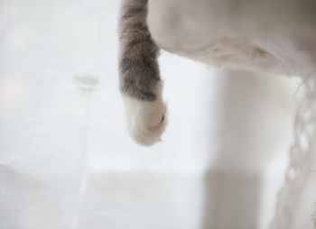 White and Gray Cat Paw White and Gray Cat Paw