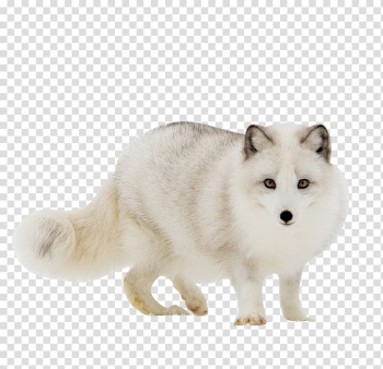 White and gray fox, Arctic fox Red fox Gray wolf, Cute white fox transparent background PNG clipart
