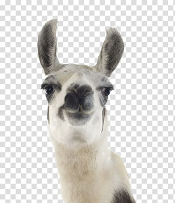 White and gray llama, Llama Machu Picchu Desktop Alpaca, christmas poster transparent background PNG clipart