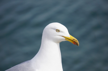 White and Gray Seagull White and Gray Seagull
