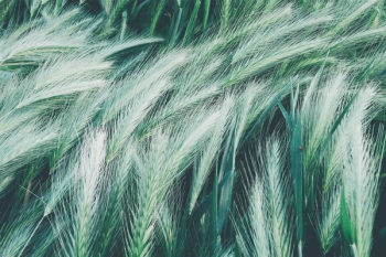 white and green feathers white and green feathers