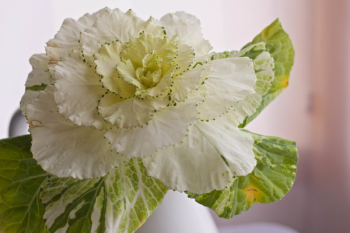 White and Green Flower White and Green Flower