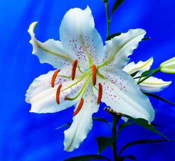 White and Green Flower White and Green Flower